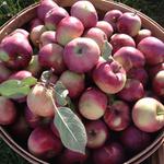 Heirloom apples from the orchard